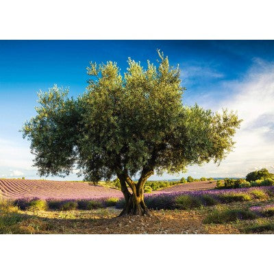 Schmidt Puzzle 1000pc - Olive tree in Provence